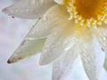 Closeup white petal of water lily flower with water drops with blurred background ,macro image ,abstract background Royalty Free Stock Photo