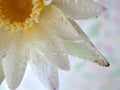 Closeup white petal of water lily flower with water drops with blurred background ,macro image ,abstract background Royalty Free Stock Photo