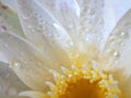 Closeup white petal of water lily flower with water drops with blurred background ,macro image ,abstract background Royalty Free Stock Photo