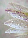 Closeup white petal of water lily flower with water drops with blurred background ,macro image ,abstract background Royalty Free Stock Photo