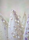 Closeup white petal of water lily flower with water drops with blurred background ,macro image ,abstract background Royalty Free Stock Photo