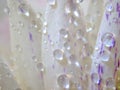 Closeup white petal of water lily flower with water drops with blurred background ,macro image ,abstract background Royalty Free Stock Photo