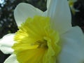 Closeup of white petaled, yellow centered daffodil