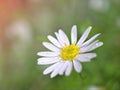 Closeup white petals of common daisy flower plants in garden with green blurred background ,macro image ,soft focus ,sweet color Royalty Free Stock Photo