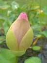 Closeup pink bud petals of Nelumno nucifera ,Holy lotus Essential oil with yellow pollen ,macro image for background ,sweet color