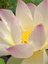 Closeup white pink petals of Nelumno nucifera ,Holy lotus Essential oil with yellow pollen ,macro image for background ,