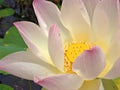 Closeup white pink petals of Nelumno nucifera ,Holy lotus Essential oil with yellow pollen ,macro image for background ,
