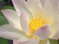 Closeup white pink petals of Nelumno nucifera ,Holy lotus Essential oil with yellow pollen ,macro image for background ,