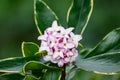 Closeup of a white and pink blooming flower of Winter Daphne in a spring garden