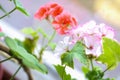 Closeup of white and pink, coral geranium, pelargonium flowers with ivy leaves Royalty Free Stock Photo