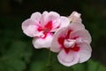 Closeup of the white and pink flowers of a Geranium plant Royalty Free Stock Photo