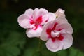 Closeup of the white and pink flowers of a Geranium plant Royalty Free Stock Photo