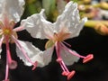 White and Pink Bauhinia Flowers