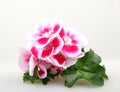 Closeup of white and pink geraniums under the lights isolated on a white background Royalty Free Stock Photo
