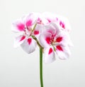 Closeup of white and pink geraniums under the lights isolated on a grey background Royalty Free Stock Photo