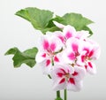 Closeup of white and pink geraniums under the lights isolated on a grey background Royalty Free Stock Photo