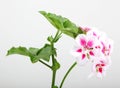 Closeup of white and pink geraniums under the lights isolated on a grey background Royalty Free Stock Photo