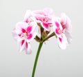 Closeup of white and pink geraniums under the lights isolated on a grey background Royalty Free Stock Photo
