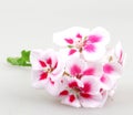 Closeup of white and pink geraniums under the lights isolated on a grey background Royalty Free Stock Photo