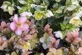 White and pink lenten hellebores in bloom background