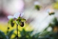 Closeup white pink Paphiopedilum orchid in the garden Royalty Free Stock Photo