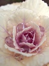 Closeup white-pink petal of cabbage ornamental kale with water drops ,macro image