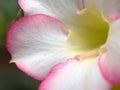 Closeup white, pink petal of desert rose flower in garden for background and blurred background ,macro image ,abstract background Royalty Free Stock Photo