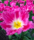 Closeup white and pink show tulip Royalty Free Stock Photo