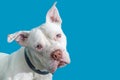 Closeup White Pit Bull Dog Blue Background Royalty Free Stock Photo