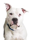 Closeup White Pit Bull Terrier Dog