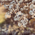 Closeup of white plum blossom flowers. Royalty Free Stock Photo