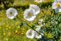 Closeup of a White Prickly Poppy Wildflower Blossom in Texas