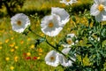 Closeup of a White Prickly Poppy Wildflower Blossom in Texas