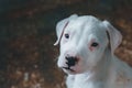 Closeup of white puppy of American pit bull looking at camera Royalty Free Stock Photo