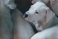 Closeup of white puppy of American pit bull looking side Royalty Free Stock Photo