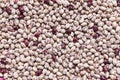White and purple haricot beans background Royalty Free Stock Photo