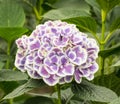Closeup of a white and purple hydrangea flower in a hydrangea nu Royalty Free Stock Photo