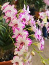 Closeup White and Purple orchid flowers with green leaf Royalty Free Stock Photo