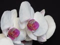 Closeup of White and Purple Pink Orchid Bloom Blossom Bunch on Black Background. Blooming Stylish Orchid Bouquet. Royalty Free Stock Photo