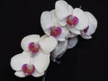 Closeup of White and Purple Pink Orchid Bloom Blossom Bunch on Black Background. Blooming Stylish Orchid Bouquet. Royalty Free Stock Photo