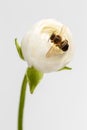 Closeup White Ranunculus Flower with Bee Royalty Free Stock Photo