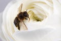 Closeup White Ranunculus Flower with Bee Royalty Free Stock Photo