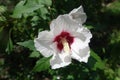 Closeup of white and red flower of Hibiscus syriacus in mid July Royalty Free Stock Photo