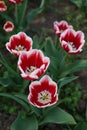 Closeup of white and red tulips. Field of multi color tulips at spring. Royalty Free Stock Photo