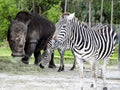 Closeup of White Rhino and Zebra Feeding