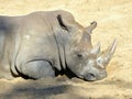 Closeup white rhinoceros sleeping on sand Royalty Free Stock Photo