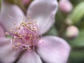 Rhodomyrtus Sericea Flower