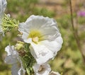 Closeup of a white rockrose flower