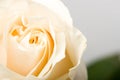Closeup white rose