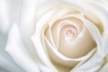 Closeup of white rose for abstract background, beautiful spring flower, wedding floral pattern, macro, shallow DOF